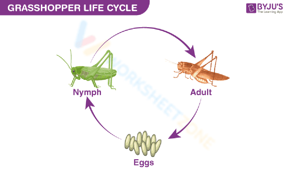 The Life Cycle of a Grasshopper Worksheet - Page 1