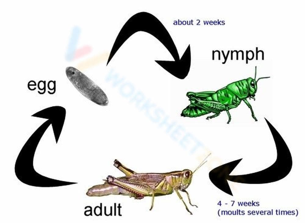 Explore the Grasshopper Life Cycle - Page 1
