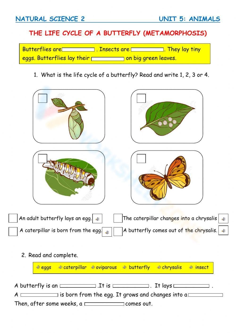 Insect life cycle - Page 1