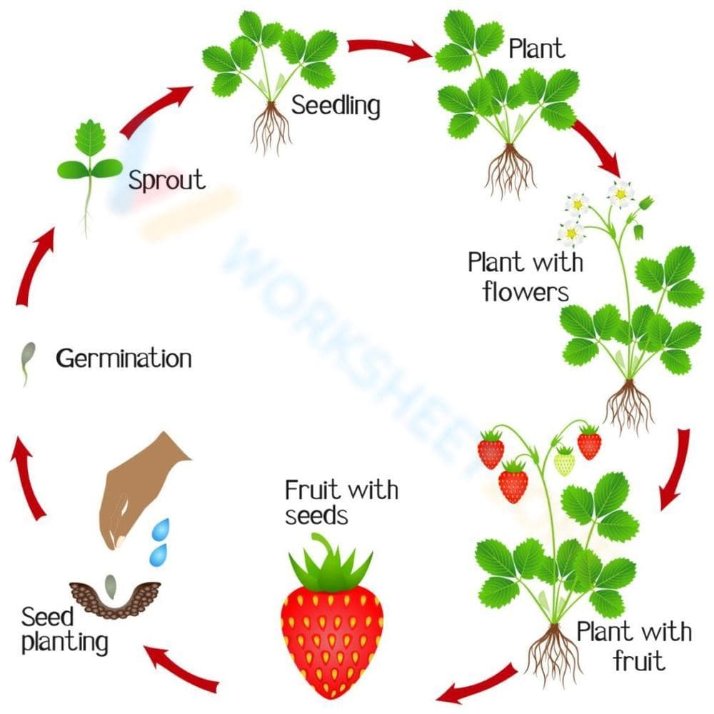 Strawberry Life Cycle Worksheet - Page 1
