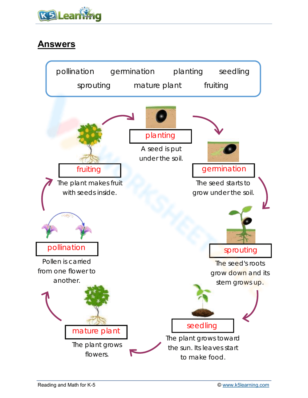 Plant life cycles - Page 2