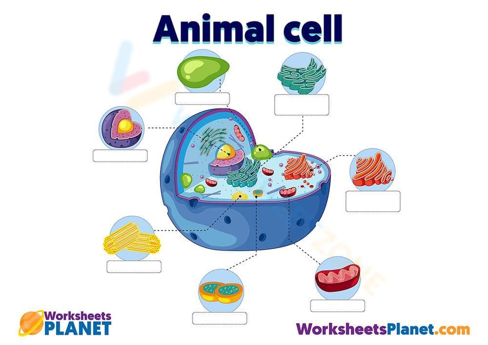 Colored Animal Cell Worksheet for Biology Students - Page 1