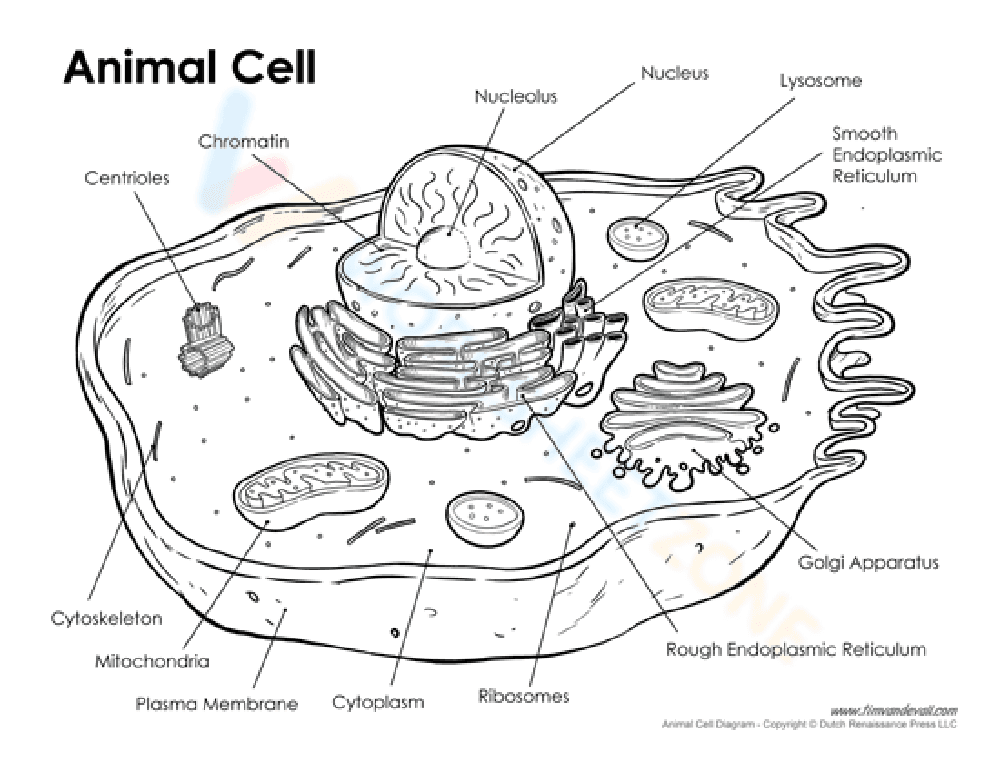 Study an Animal Cell with this Diagram Worksheet - Page 1