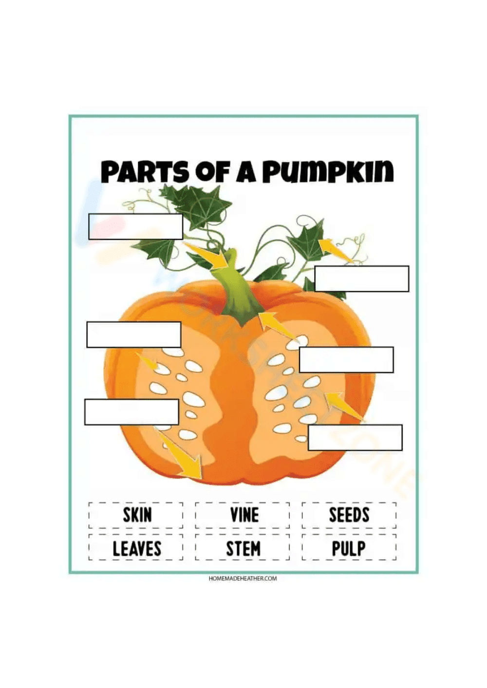 Worksheet: Exploring the Parts of the Pumpkin - Page 1