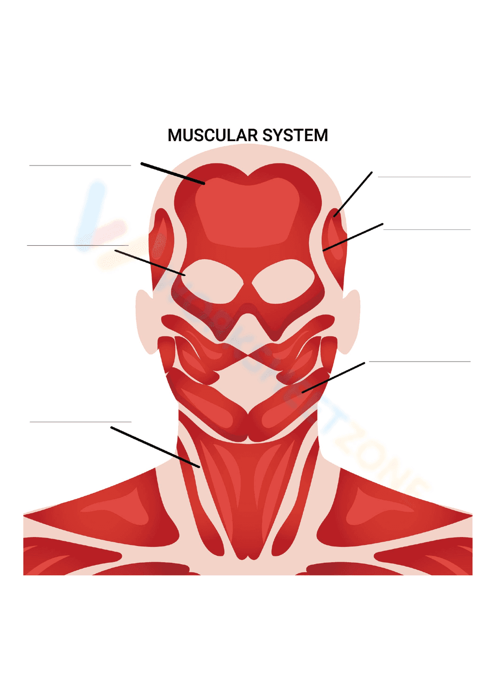 Muscular worksheet - Page 1