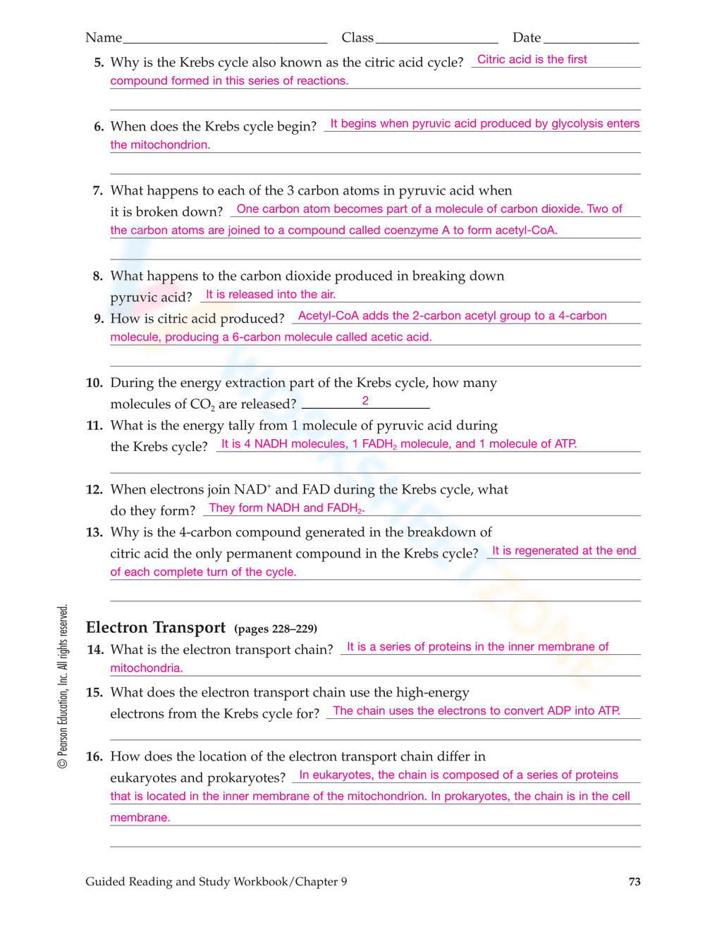 Cellular Respiration