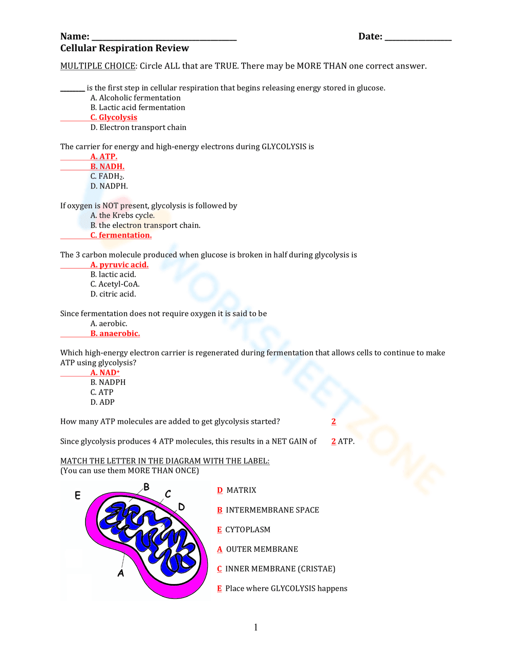 Comprehensive Cellular Respiration Review Worksheet - Page 1