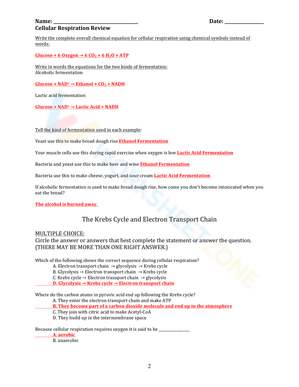 Comprehensive Cellular Respiration Review Worksheet - Page 2