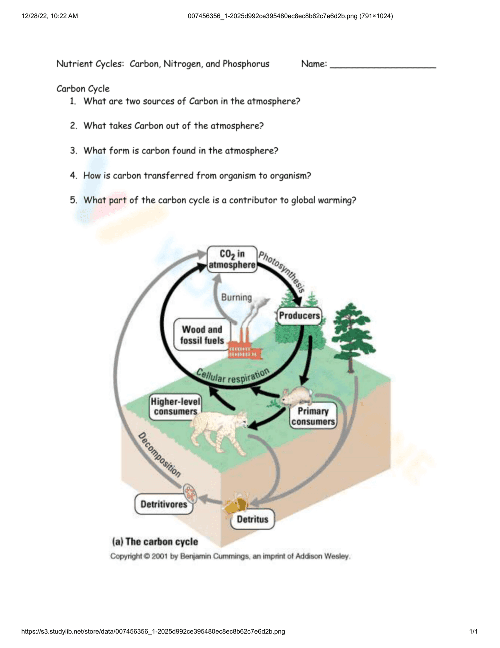 Exploring The Nutrient Cycle - Page 1