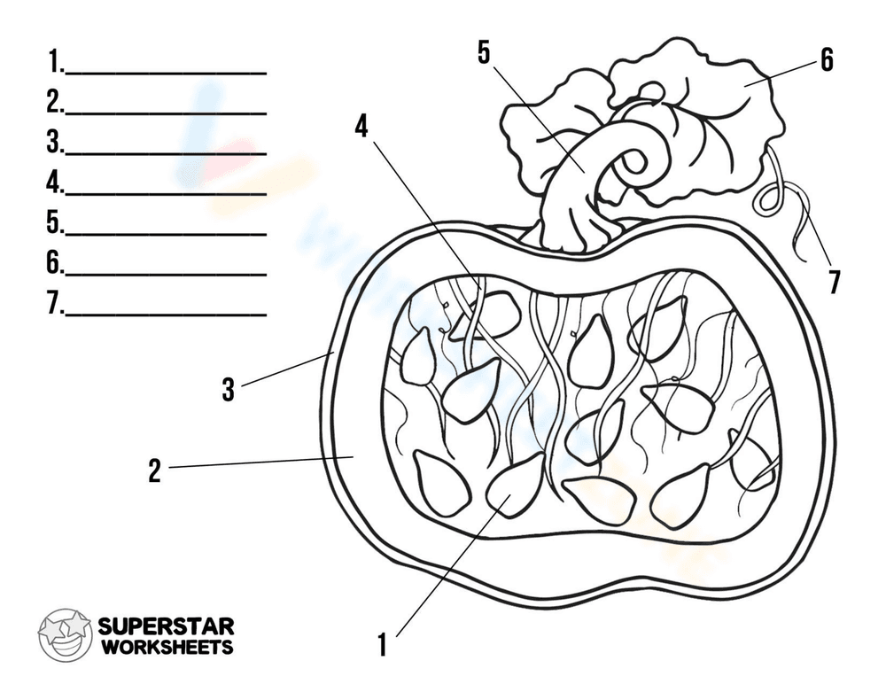 Labeling the Parts of a Pumpkin - Page 1