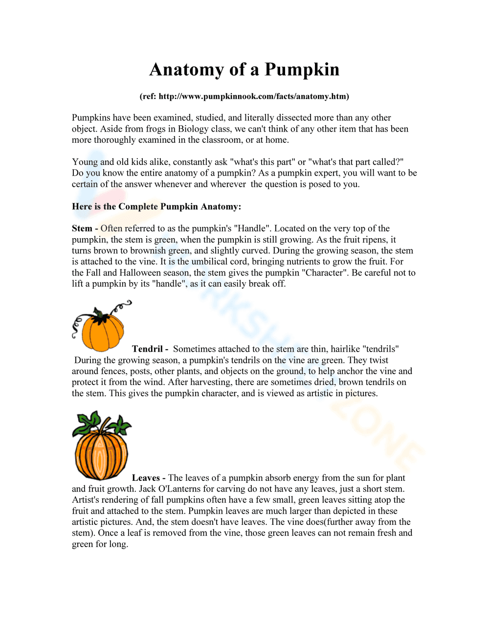 Updated Pumpkin Anatomy Study - Page 1