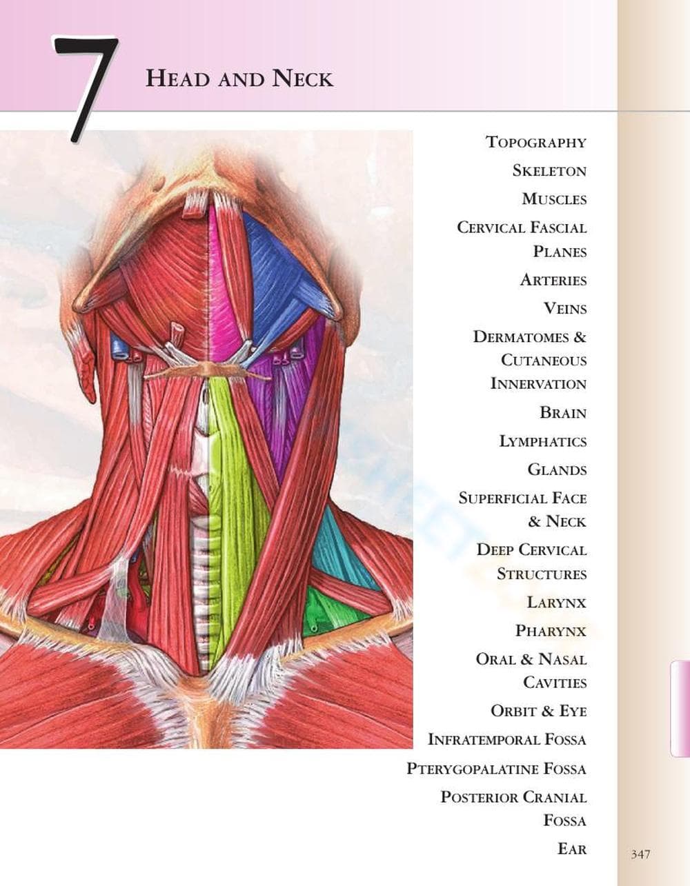 Identifying Neck Muscles - Page 1