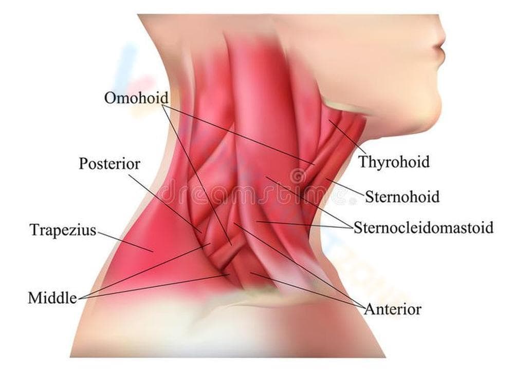 Exploring Muscles of the Neck - Page 1