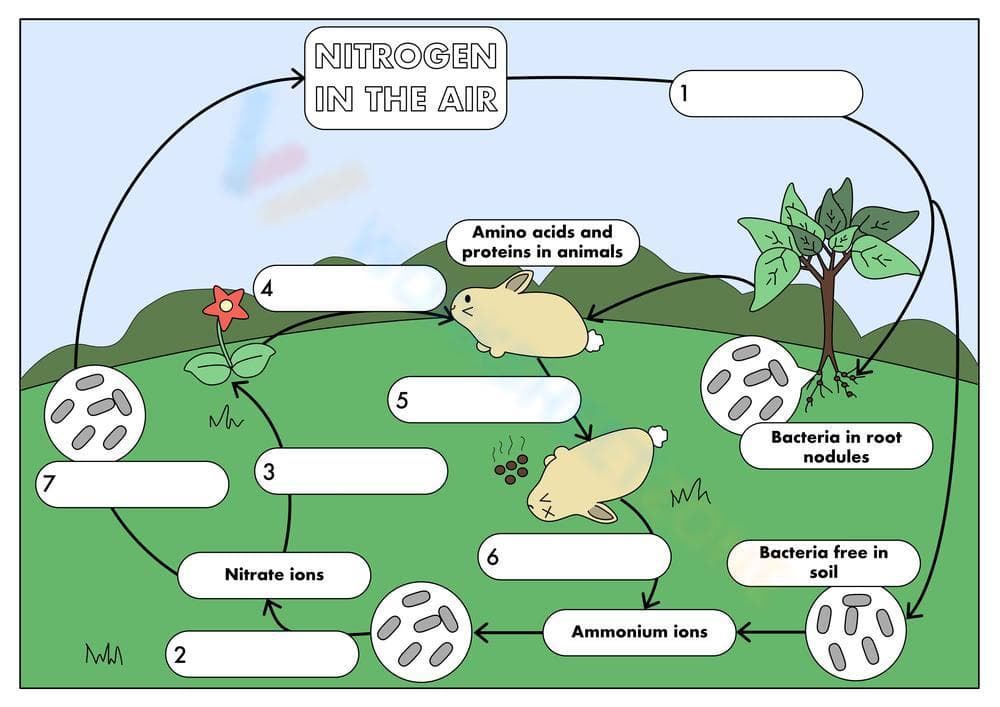 Explore the Nitrogen Cycle - Page 1