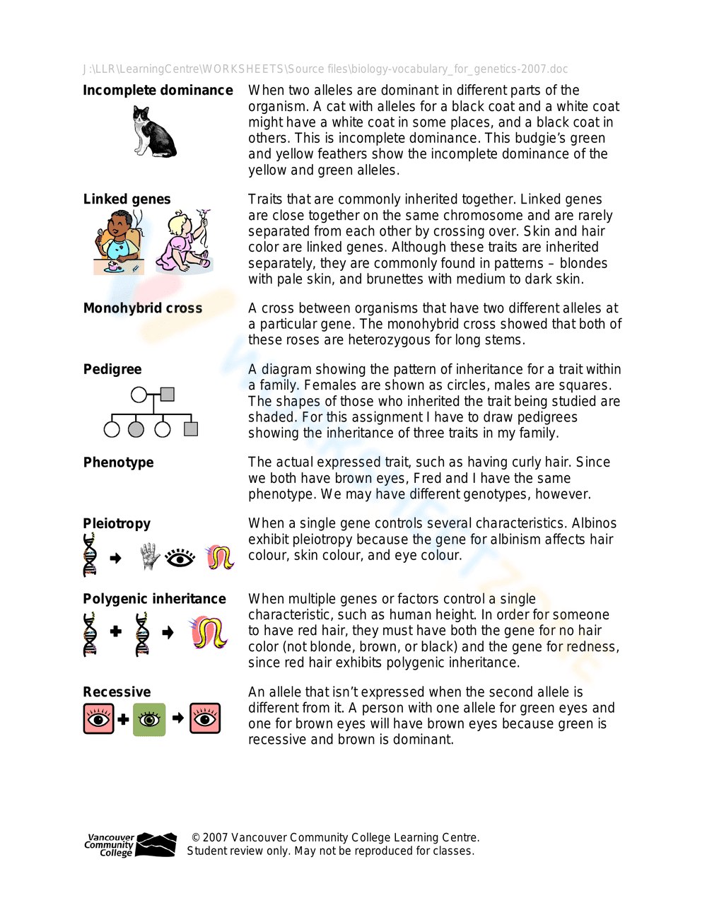 Updated Genetics Vocabulary Worksheet - Page 3