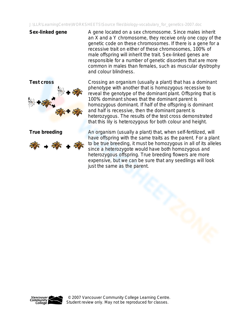 Updated Genetics Vocabulary Worksheet - Page 4