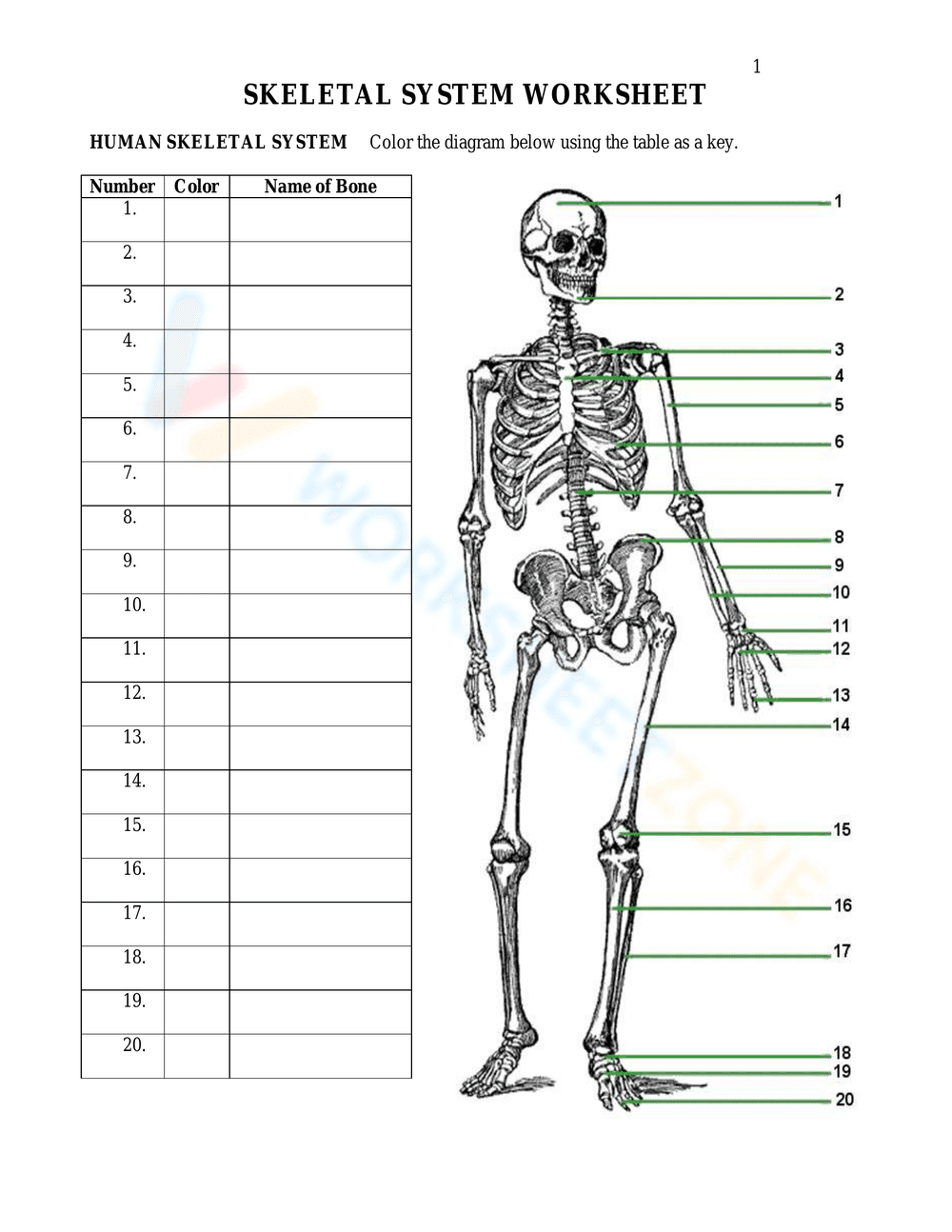 Skeletal System Anatomy Worksheet - Page 1