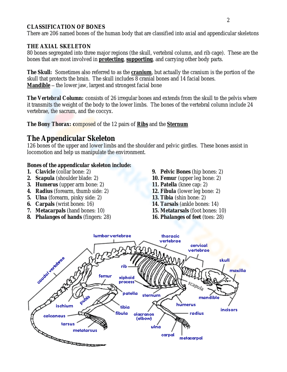 Skeletal System Anatomy Worksheet - Page 2