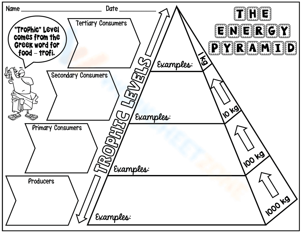 Exploring the Energy Pyramid Worksheet - Page 1
