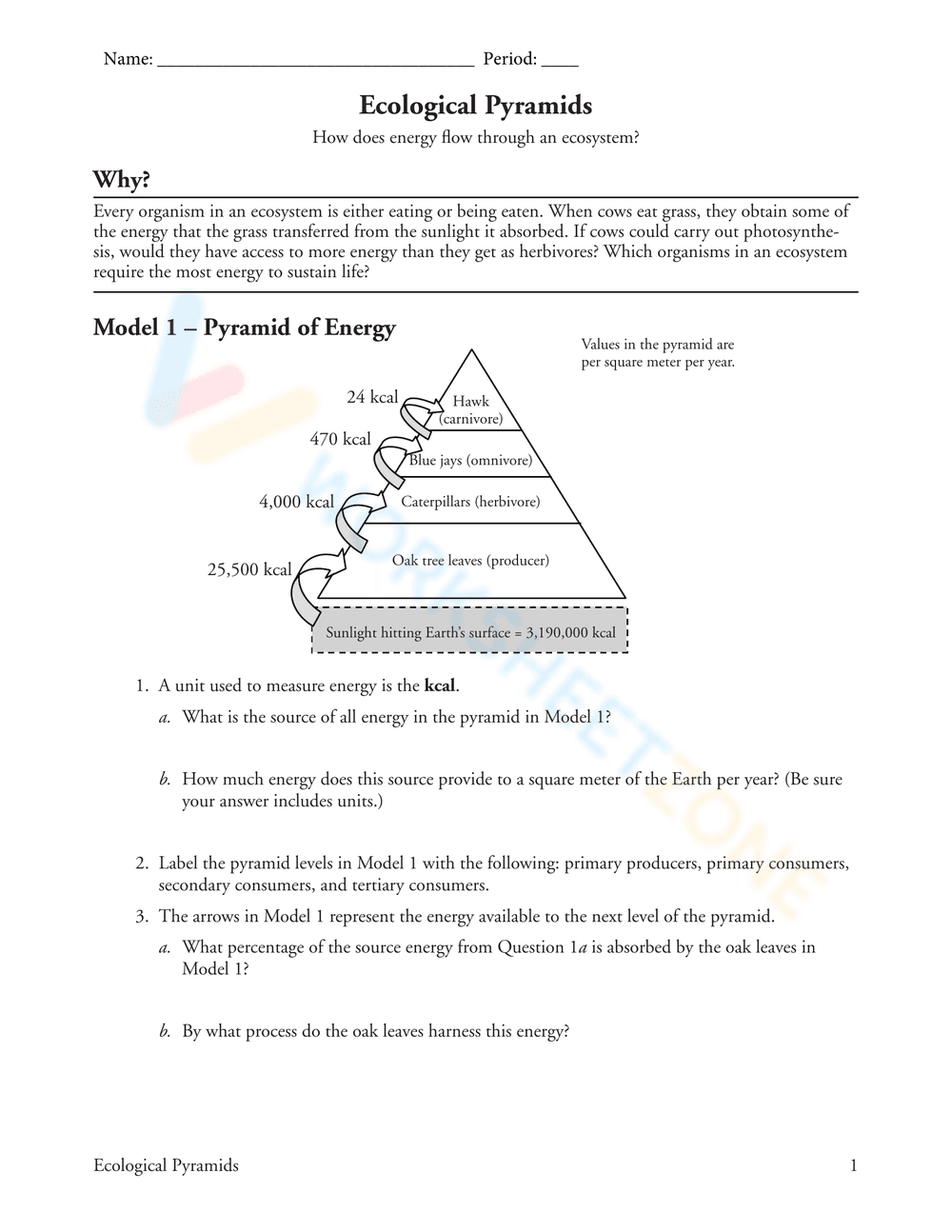 Updated Ecological Pyramids Worksheet - Page 1