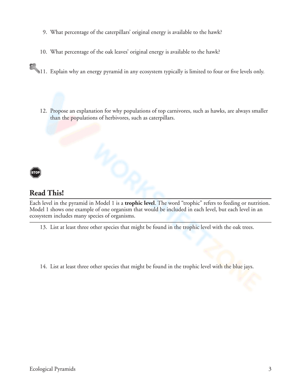 Updated Ecological Pyramids Worksheet - Page 3