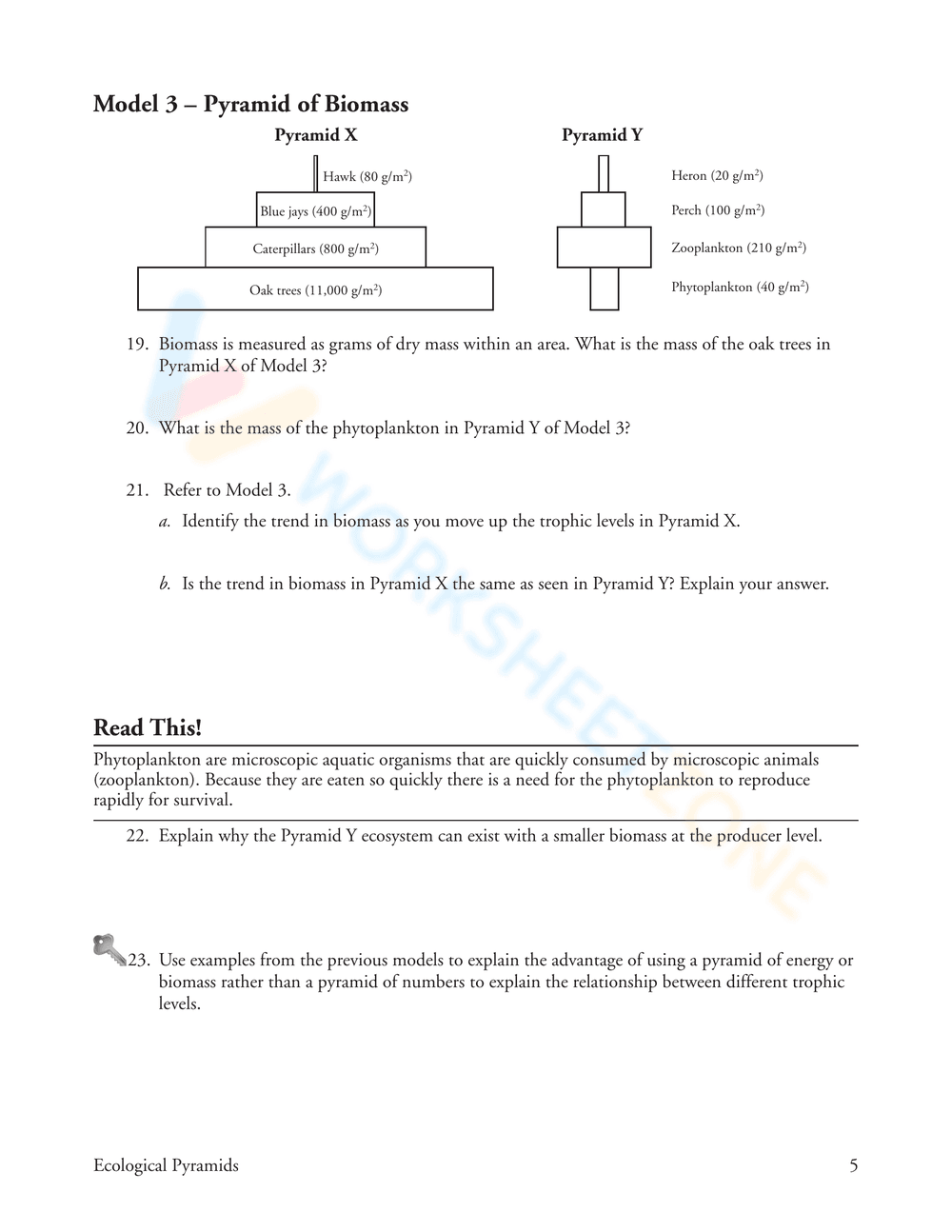 Updated Ecological Pyramids Worksheet - Page 5
