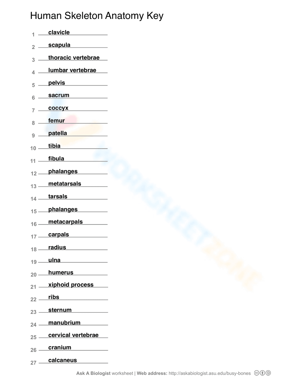 Explore Human Skeleton Anatomy Activity - Page 2
