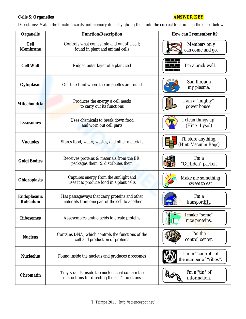 Cells and Organelles Worksheet: A Comprehensive Guide - Page 3