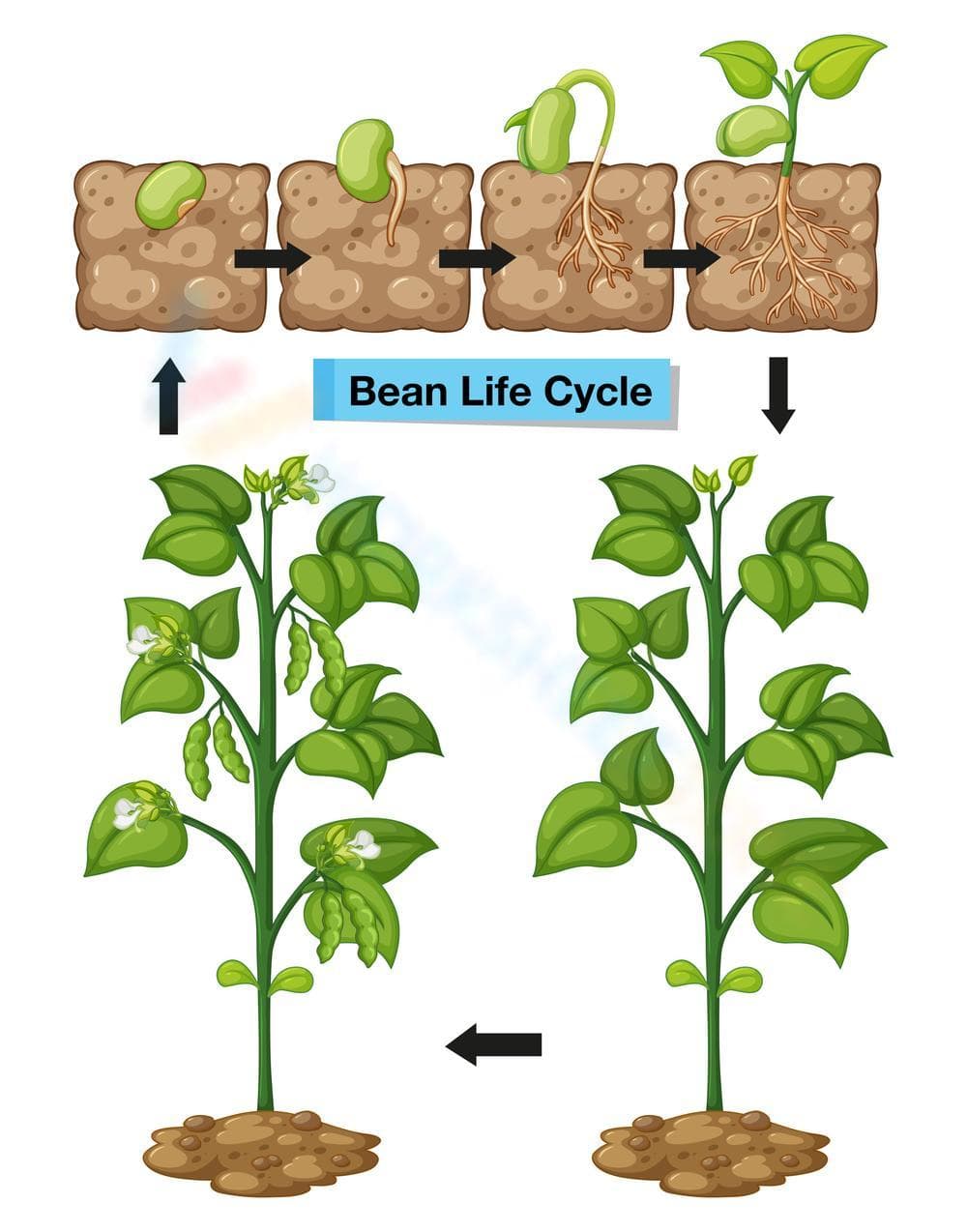 Bean Life Cycle: Biology Study Guide - Page 1