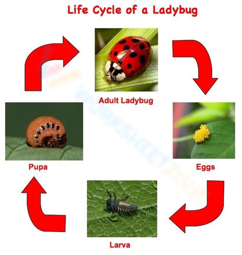Life cycle of a ladybug - Page 1