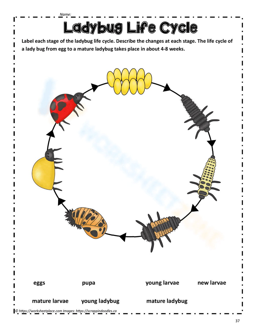 Explore Ladybug Life Cycle - Page 1