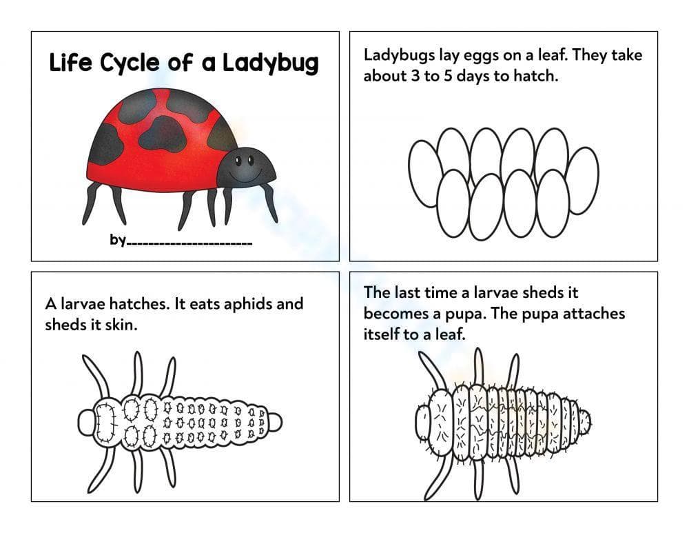 Life cycle of a ladybug - Page 1