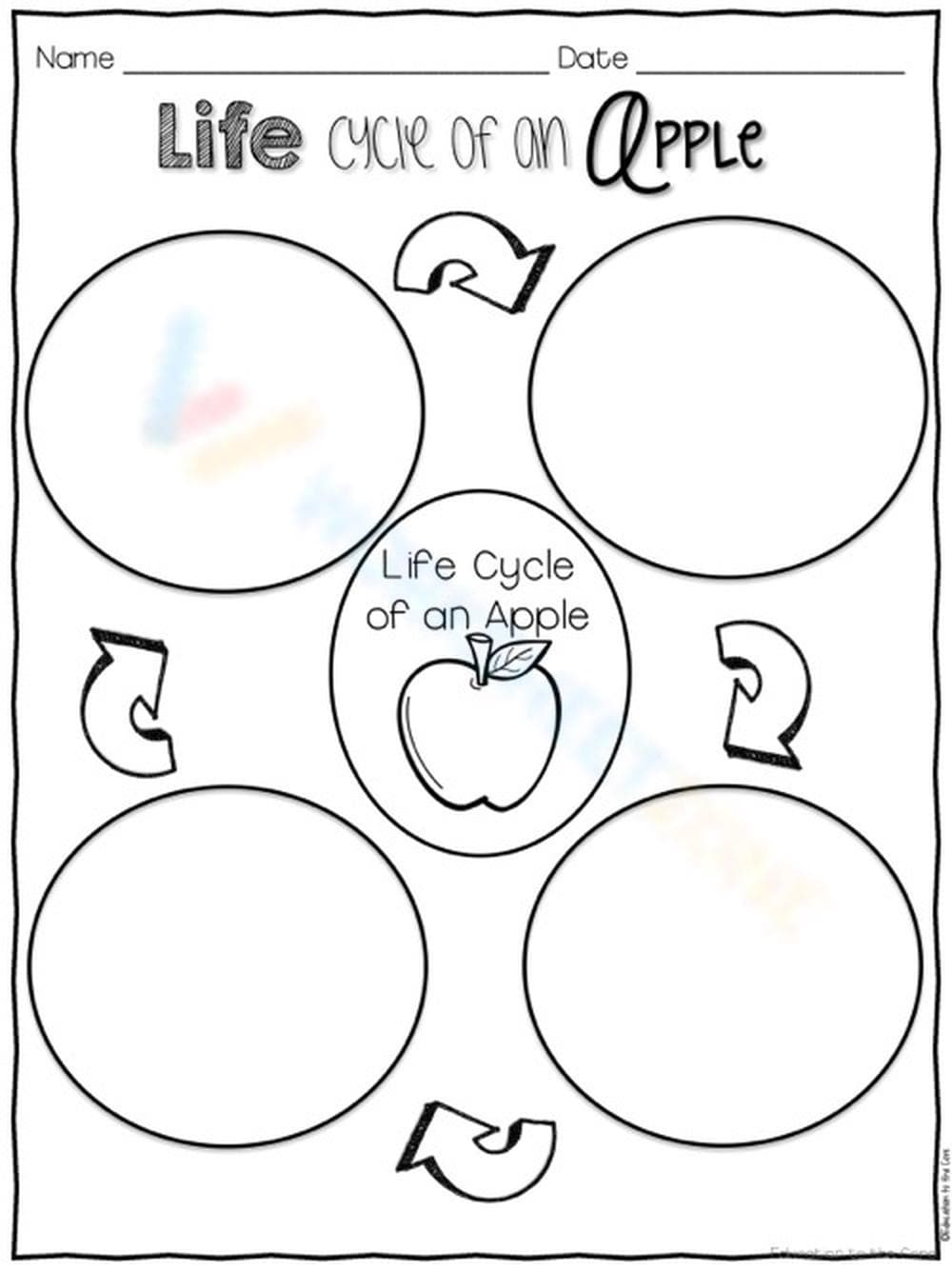 Understanding the Apple Life Cycle - Page 1