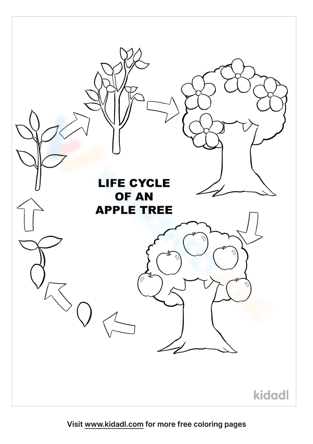 Life cycle of an apple tree - Page 1