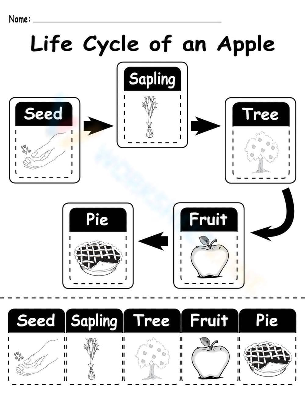 Exploring the Apple Life Cycle - Page 1