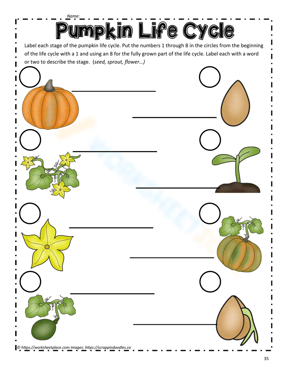 Explore the Pumpkin Life Cycle - Page 1