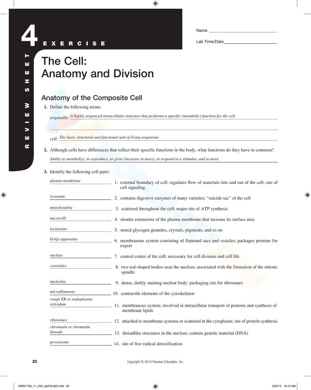 The Cell: Anatomy and Division Worksheet - Page 2