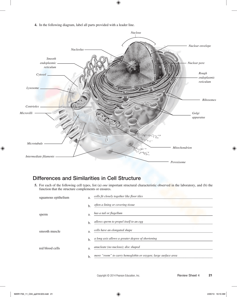 The Cell: Anatomy and Division Worksheet - Page 3