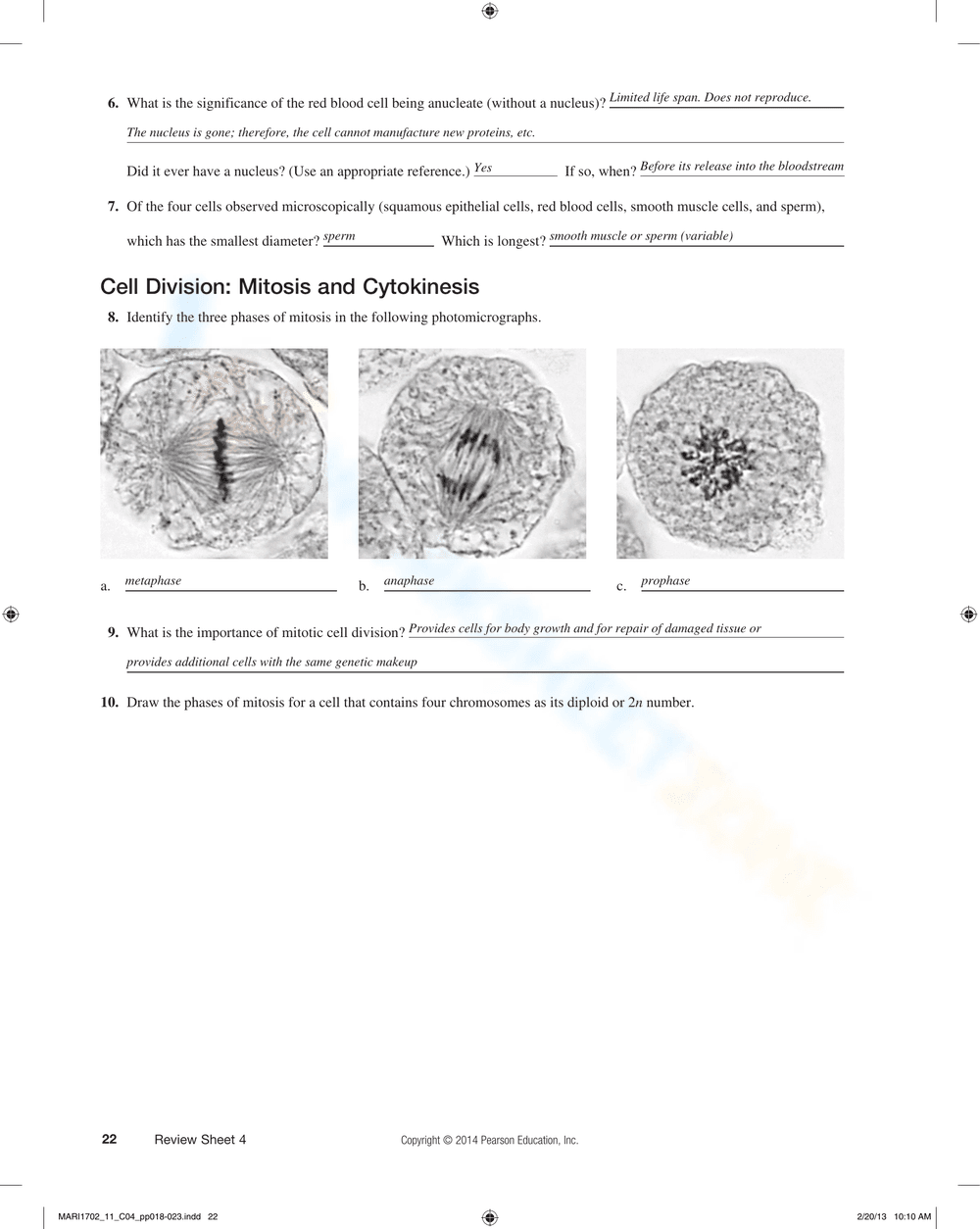 The Cell: Anatomy and Division Worksheet - Page 4
