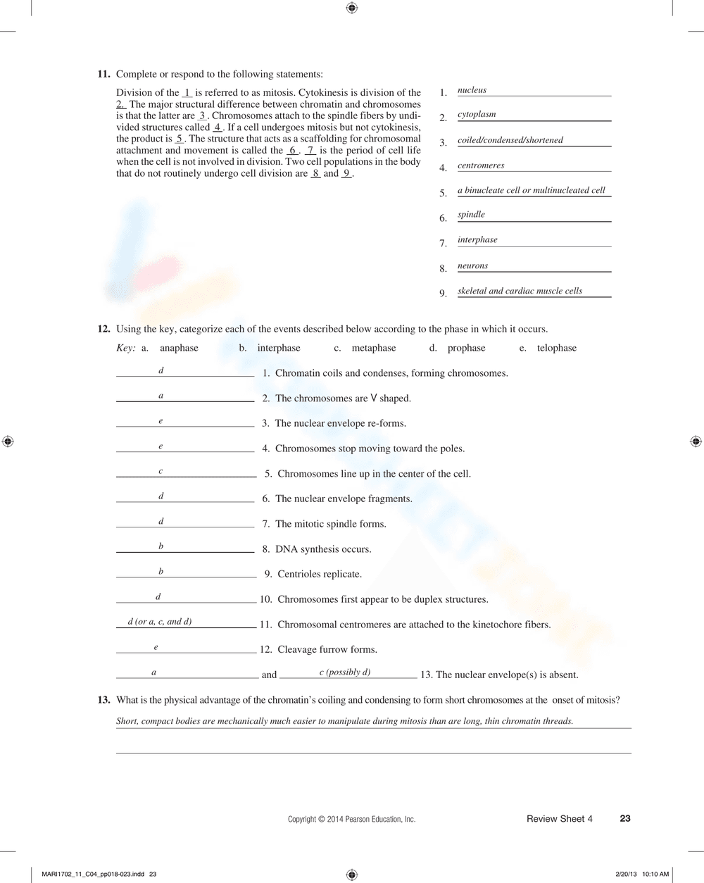 The Cell: Anatomy and Division Worksheet - Page 5