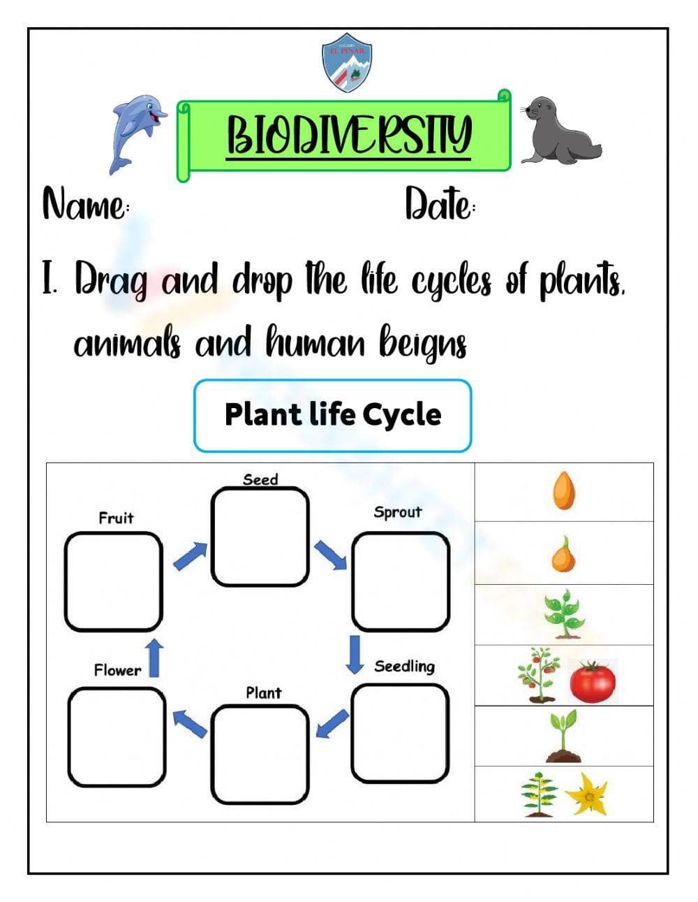 Plant Life Cycle Activity - Page 1