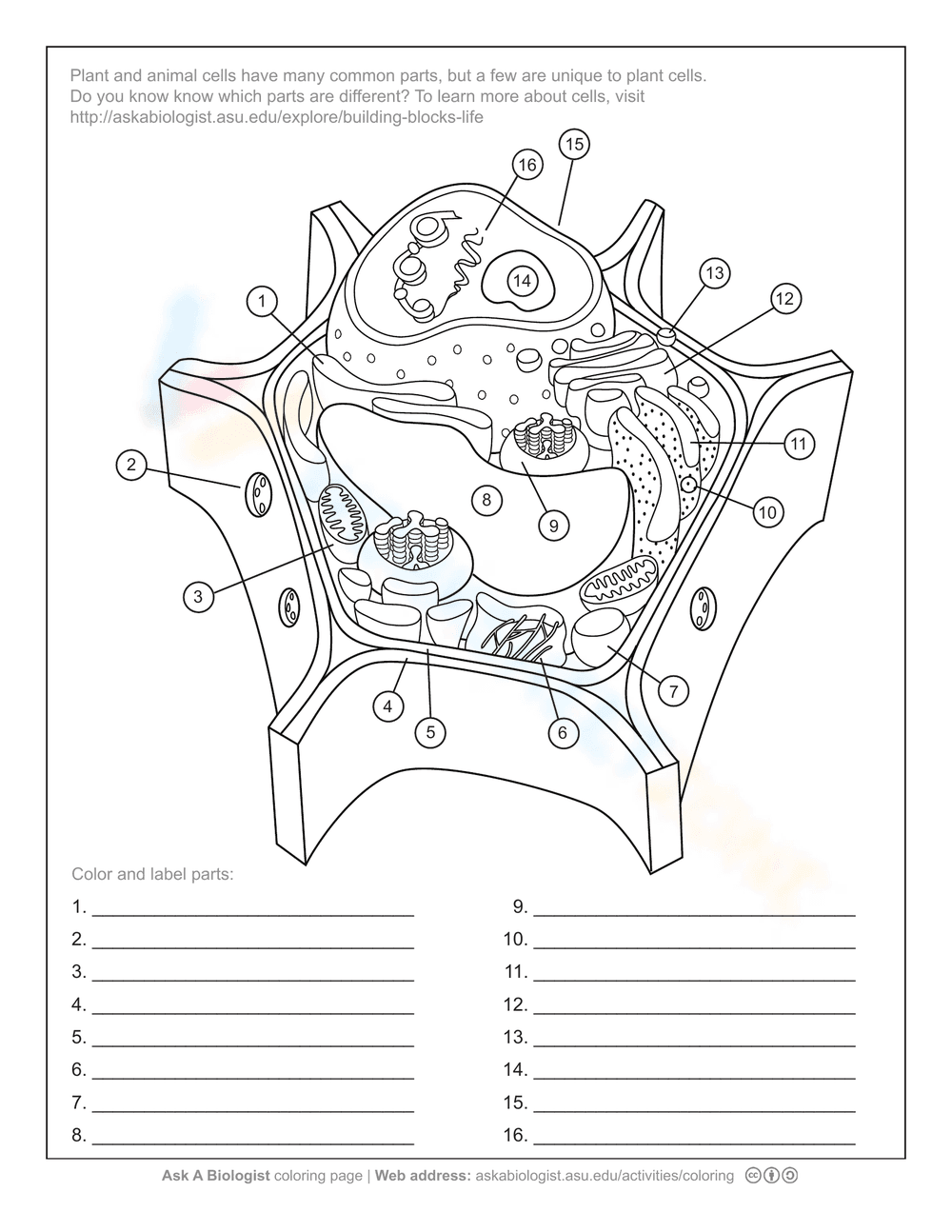 Plant Cell Anatomy Activity Worksheet - Page 1