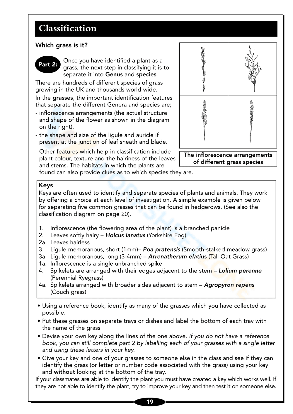 Seed Germination Worksheet: Understand Plant Growth - Page 19