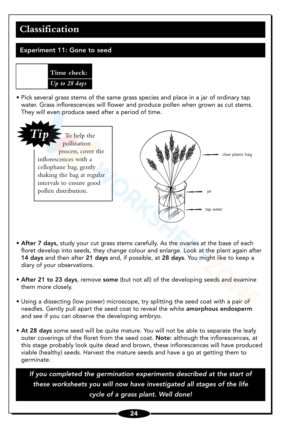 Seed Germination Worksheet: Understand Plant Growth - Page 24