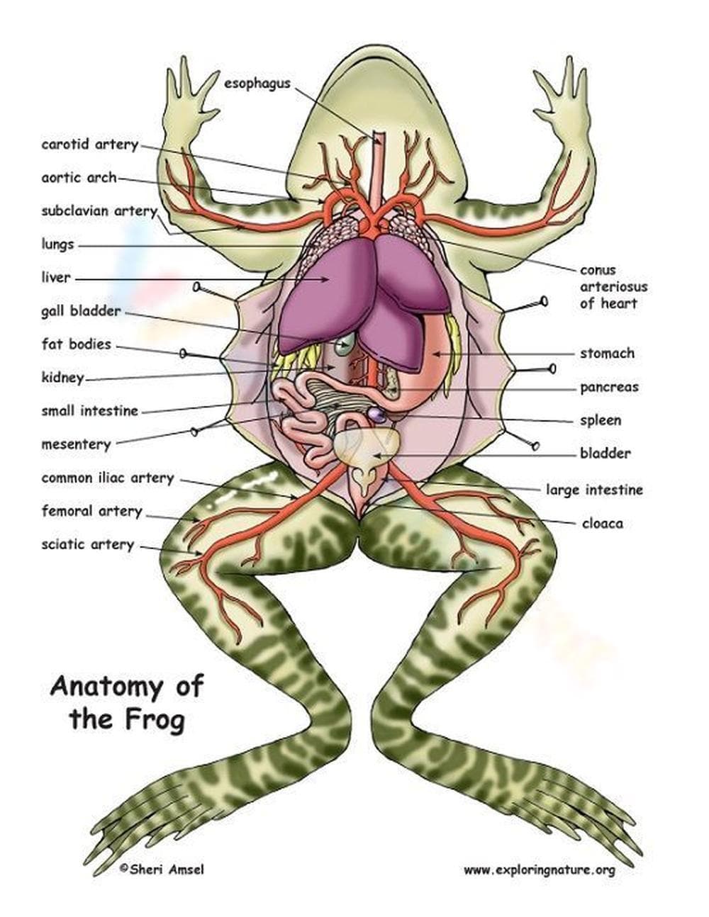 Frog Dissection: An Introduction to Anatomy - Page 1