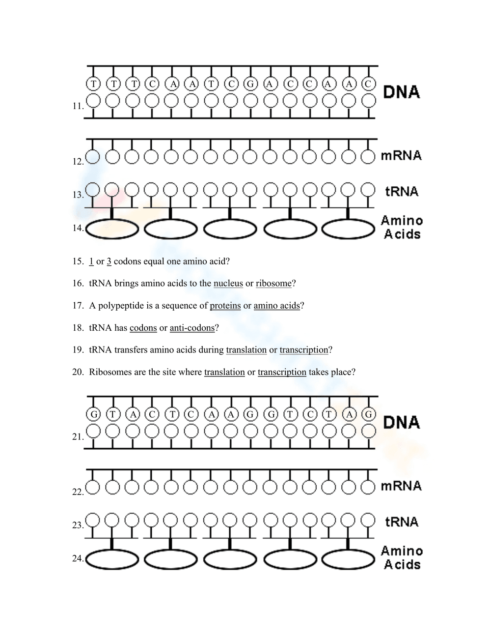 Protein Synthesis Worksheet: Understand Biology - Page 2