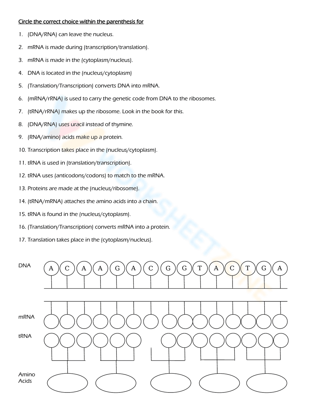 Protein Synthesis Review: An Updated Worksheet - Page 3