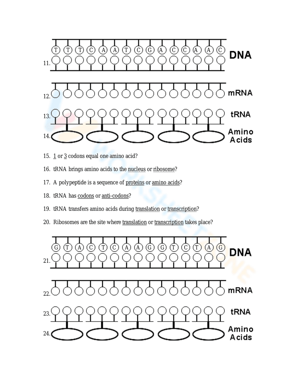 Protein Synthesis Worksheet: Understanding the Process - Page 3