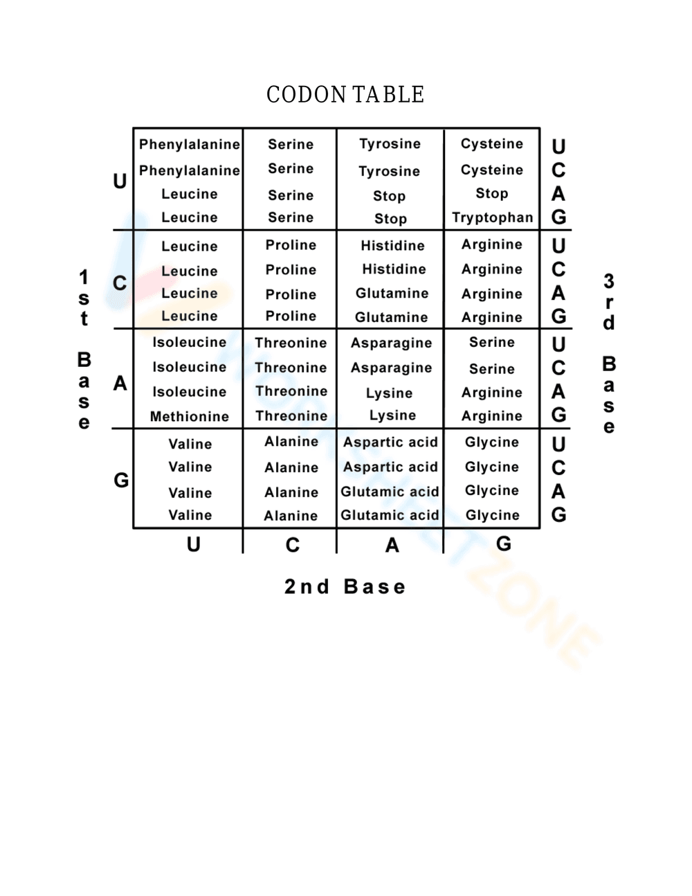 Protein Synthesis Worksheet: Understanding the Process - Page 4