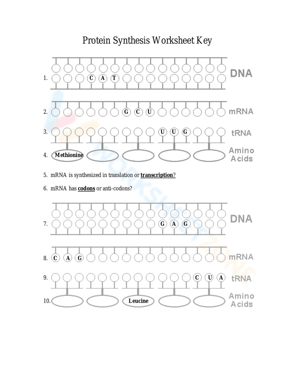Protein Synthesis Worksheet: Understanding the Process - Page 5